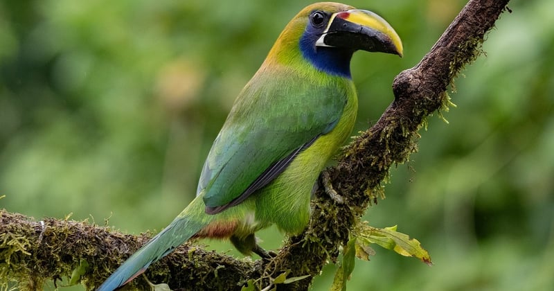 Écotourisme au Costa Rica : conseils et itinéraires pour un voyage responsable